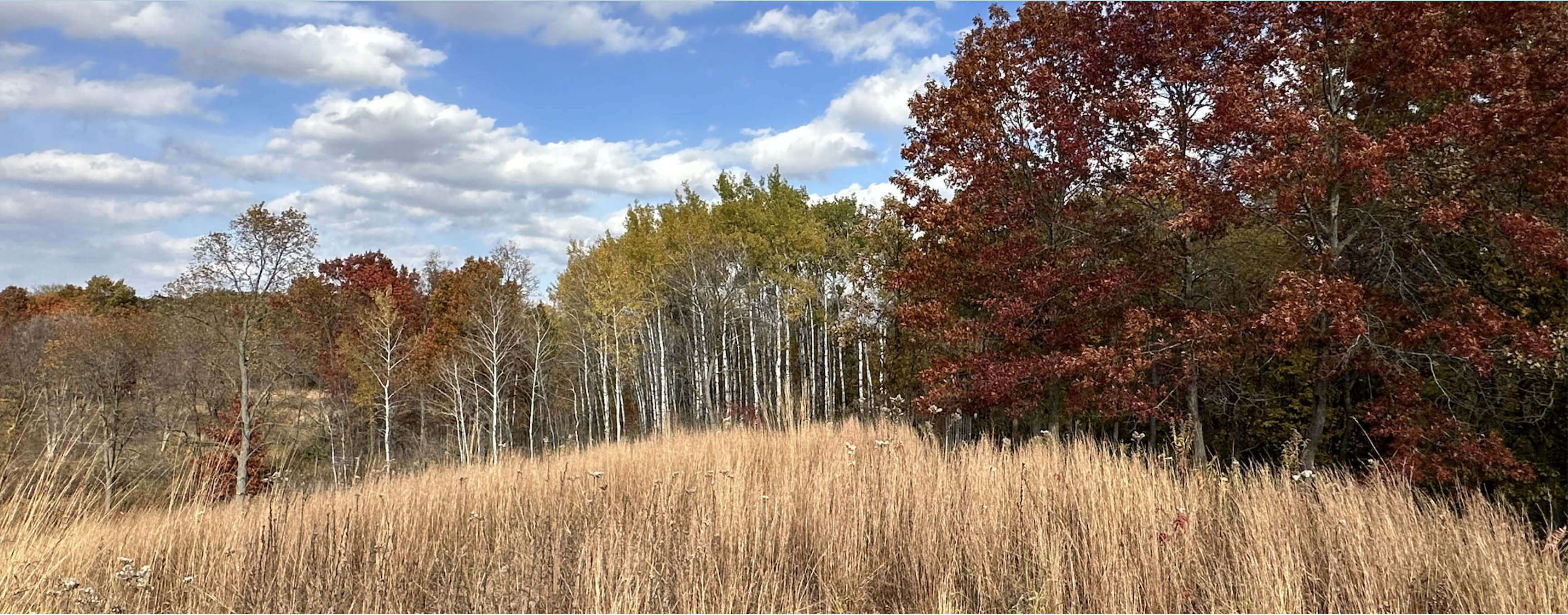 Forest Friends at the park